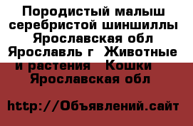 Породистый малыш серебристой шиншиллы - Ярославская обл., Ярославль г. Животные и растения » Кошки   . Ярославская обл.